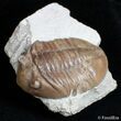 Bargain Asaphus Lepidurus Trilobite #2790-1